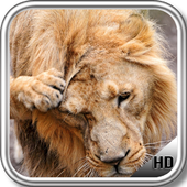 Tiger vs Lion Pack 2 Wallpaper icon