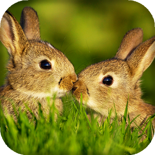 Rabbit Live Wallpaper : 7fon &amp; LWP icon