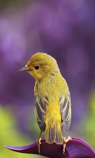 Birdpaper - Bird Mobile Wallpapers screenshot 4