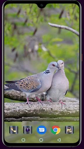 HD Pigeon Wallpaper screenshot 6