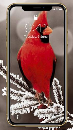 Bird Wallpapers HD Special screenshot 2