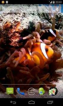 Clown Fish Video Wallpaper screenshot 3