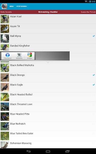 Asian Birds Sounds Free screenshot 19