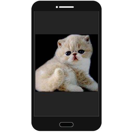 Cats Photo Collection screenshot 5