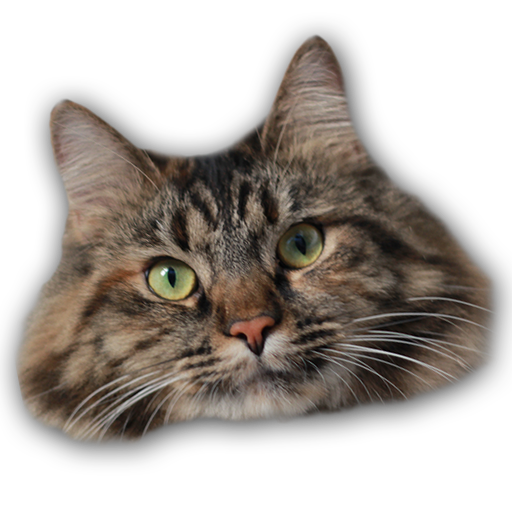 Cat Box icon