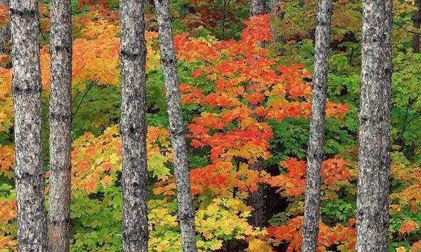 Foliage wallpapers screenshot 1