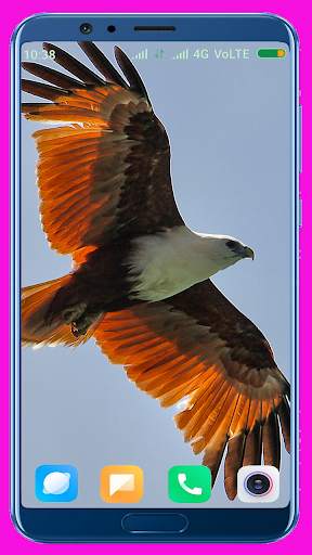 Eagle Wallpaper Best 4K screenshot 10