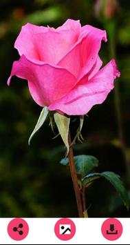 Flower Wallpapers 3 تصوير الشاشة
