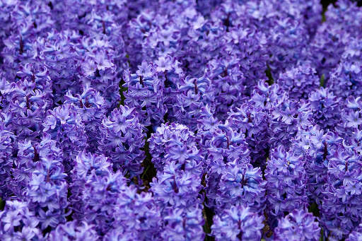 Hyacinth Wallpaper HD screenshot 3