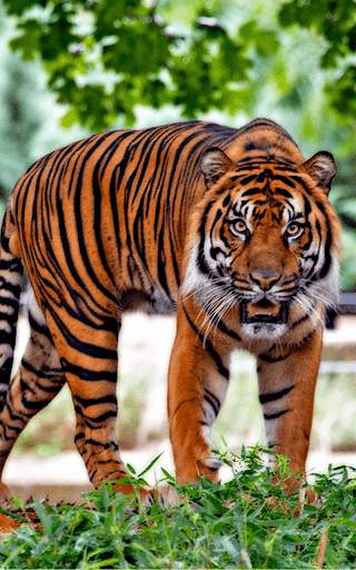 Tiger Live wallpaper screenshot 5