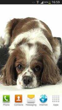 Dog Live Wallpaper HD screenshot 6