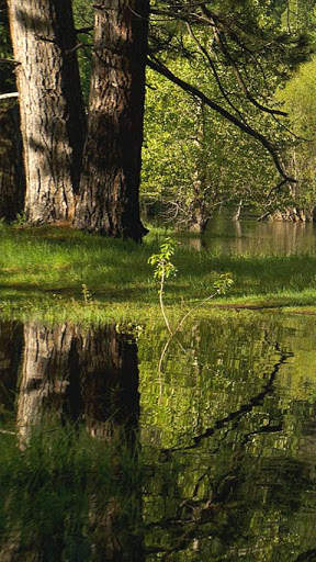 Still Pond for Google TV free screenshot 2