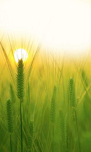 Nature Photo Frames HD screenshot 13