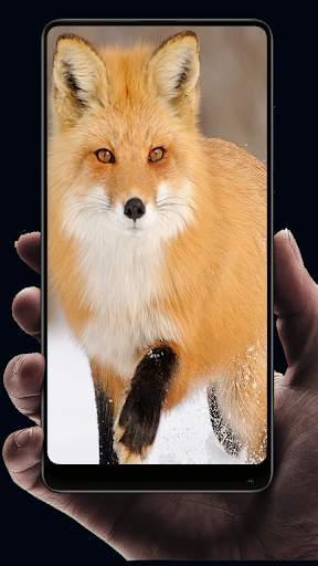 Fox Wallpaper HD screenshot 5