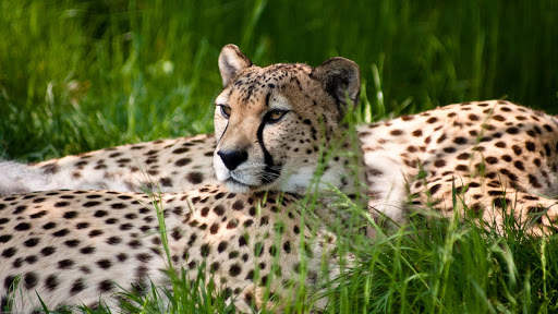 Cheetah Wallpapers : backgrounds hd screenshot 24