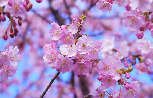 Japan Wallpaper Travel screenshot 17