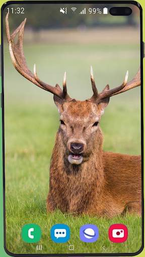 Deer Wallpaper HD screenshot 4