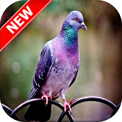 Pigeon Wallpaper 1.0