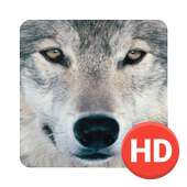 خلفيات الذئب on 9Apps