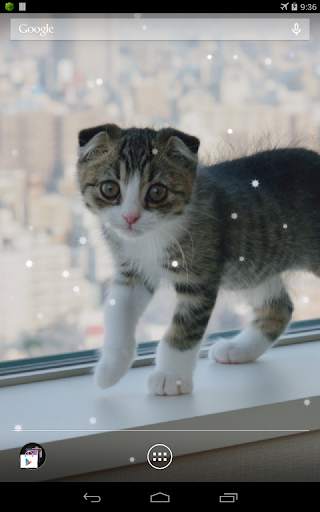 Scottish Fold Cat LWP 4 تصوير الشاشة