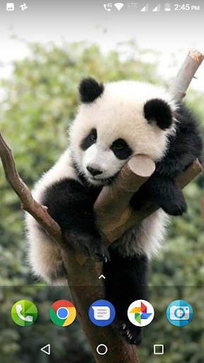 Panda Wallpaper HD screenshot 3