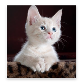 Cute Cat Wallpapers icon
