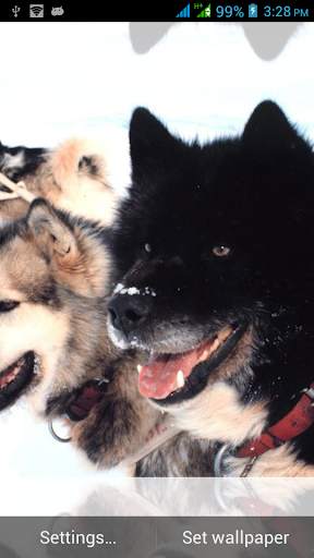 Multi Screen Dogs Live Images (Pro) screenshot 2