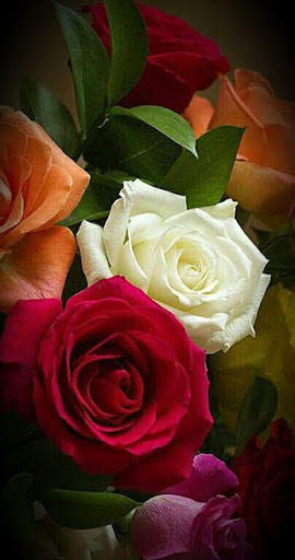 Flowers HD Wallpapers, Colorful live Roses 4K screenshot 10