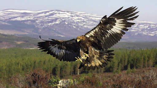 Eagle Live Wallpaper : 7fon & LWP screenshot 4