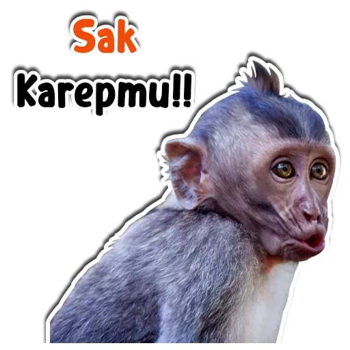 Sticker Hewan Gif WAStickerApp 1.0.8