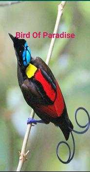 Bird Of Paradise screenshot 2