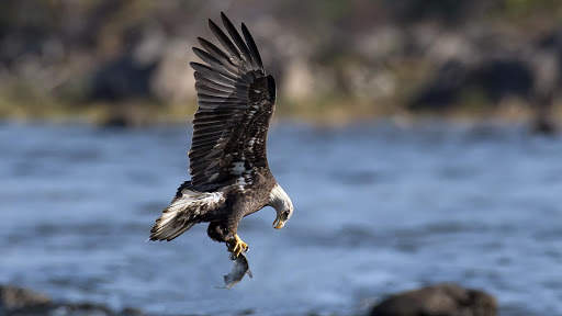Eagle Live Wallpaper : 7fon & LWP screenshot 11