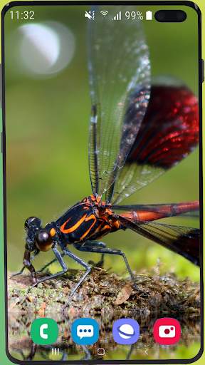 Dragonfly Wallpaper Best HD screenshot 11