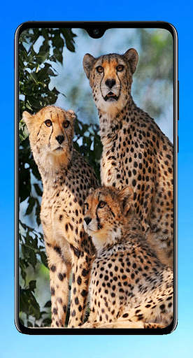 Cheetah Wallpaper 4K screenshot 15