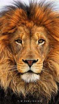 Lion Puzzles Lite screenshot 1