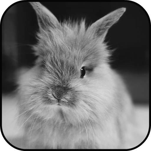 Rabbit run Lock Screen Wallpaper 1.0