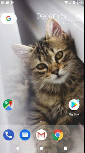 ❤️[FREE] HD Cat Wallpaper -Grumpy Cat -Funny Cat❤️ screenshot 8