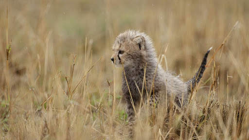 Cheetah Live Wallpaper screenshot 13