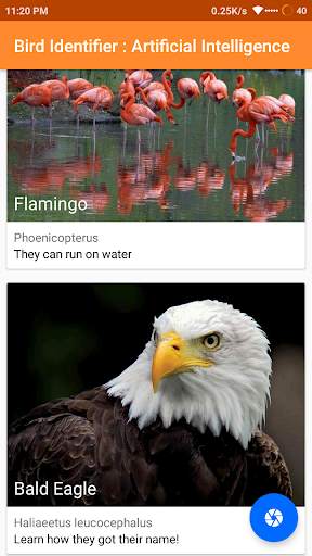 Bird Identify : Artificial Intelligence screenshot 1