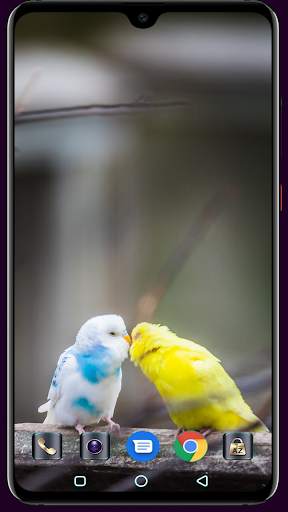 Bird Wallpaper screenshot 7