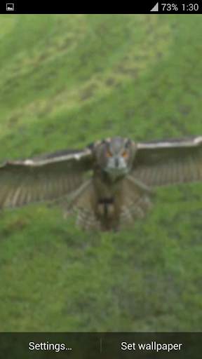 Flying Owl Live Wallpaper screenshot 8
