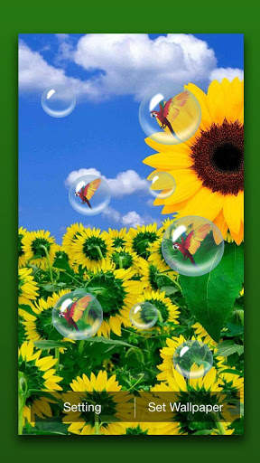 Sunflower Live Wallpaper screenshot 2