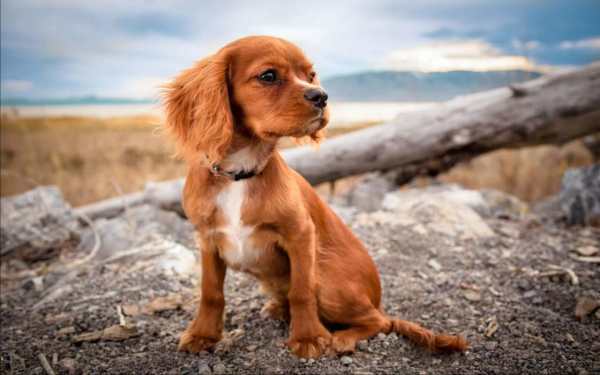 Puppy Songs live wallpaper 5 تصوير الشاشة