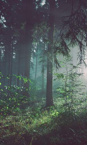 Forest Live Wallpaper screenshot 2