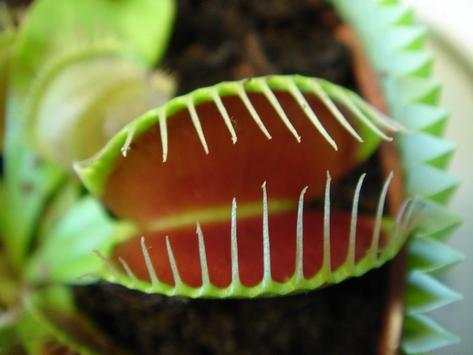 Venus Fly Trap Pack 2 LWP screenshot 4