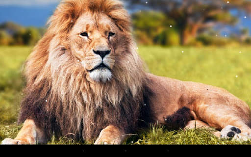 Lion Live Wallpaper screenshot 8