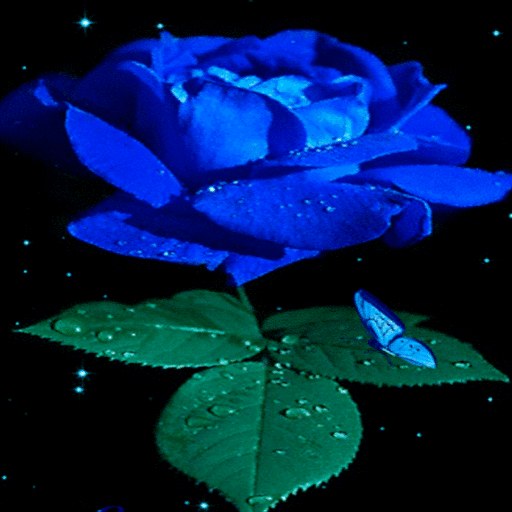 Blue Rose Beauty LWP icon