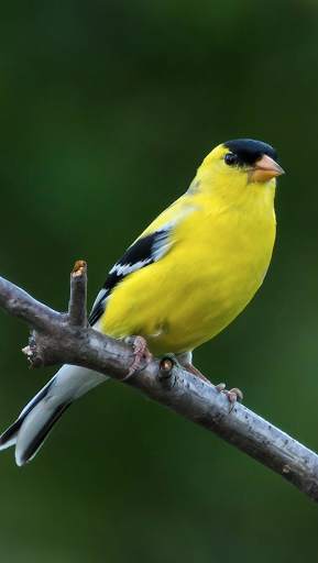 Canary Bird Sounds 2017 screenshot 2