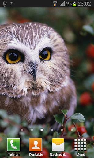 Owls Live Wallpaper screenshot 1