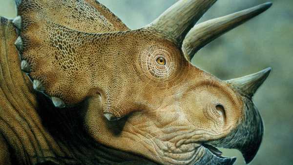 Dinosaur Live Wallpaper (Wallpapers & Backgrounds) screenshot 13